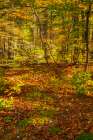 Slovenia, Triglav National Park. Forest in autumn. Art Print
